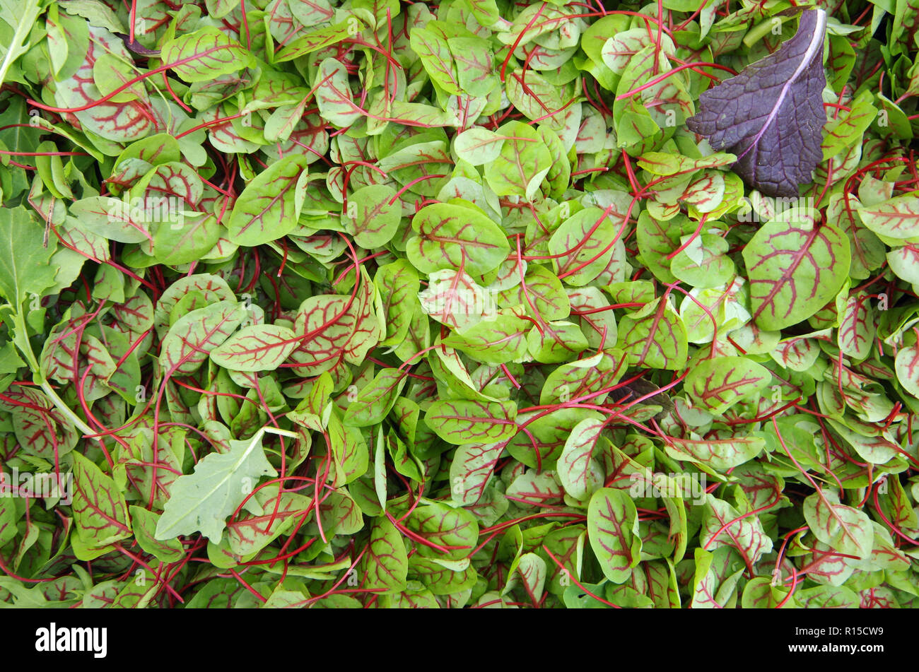 Sorrel red veined baby micro greens view from above Stock Photo