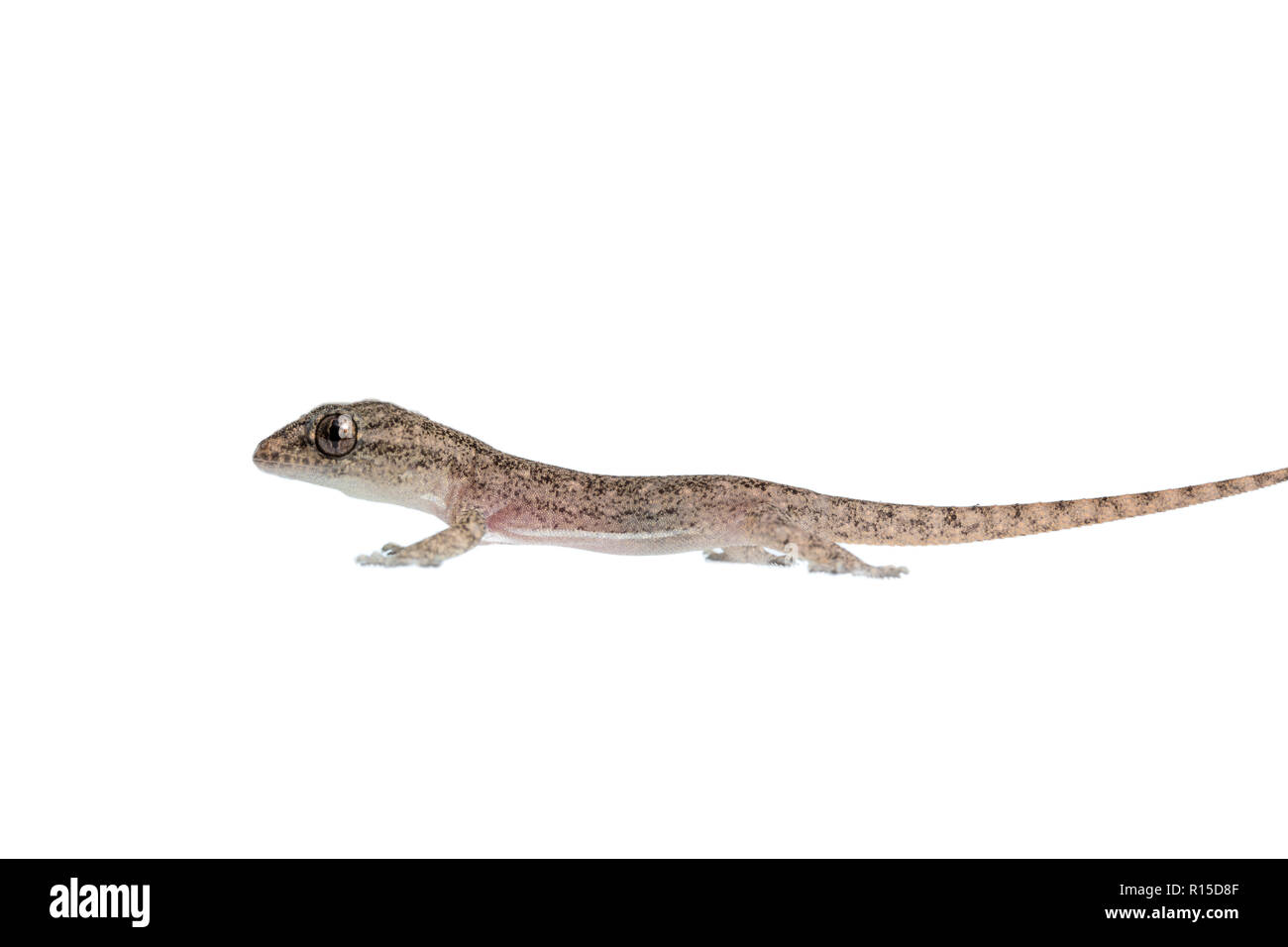 The small Comon House Gecko on white background Stock Photo
