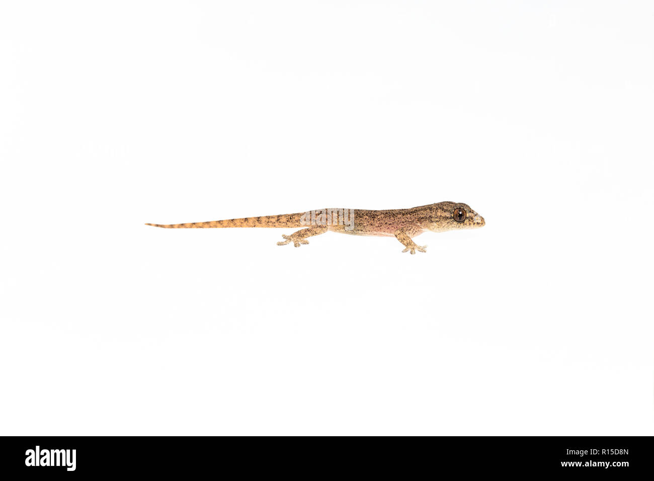The small Comon House Gecko on white background Stock Photo