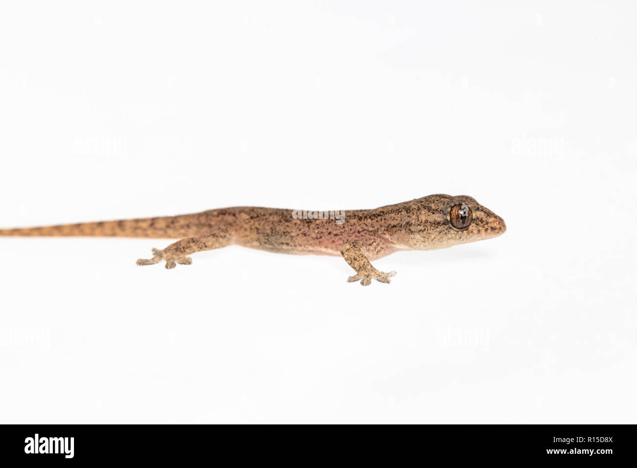 The small Comon House Gecko on white background Stock Photo