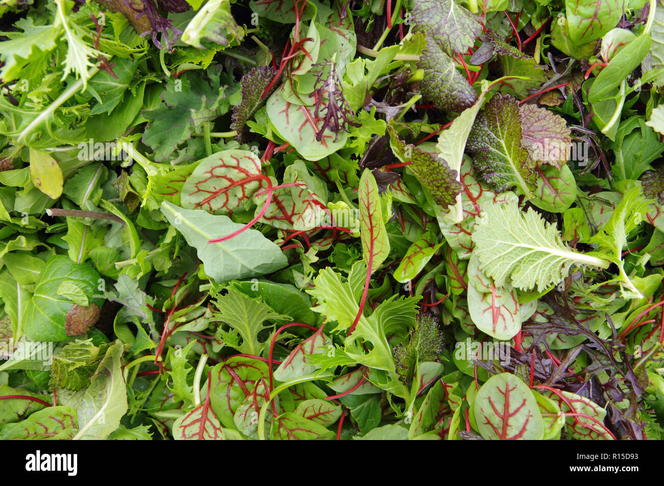 Raw field greens healthy salad mix Stock Photo Alamy