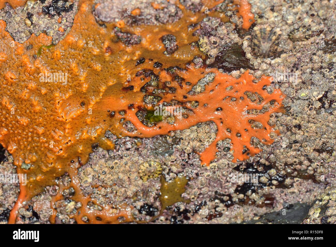Crumb-of-bread sponge  (Hymeniacidon perlevis) in its orange encrusting form on exposed intertidal rocks, with recent amoeba-like growth pattern. Stock Photo