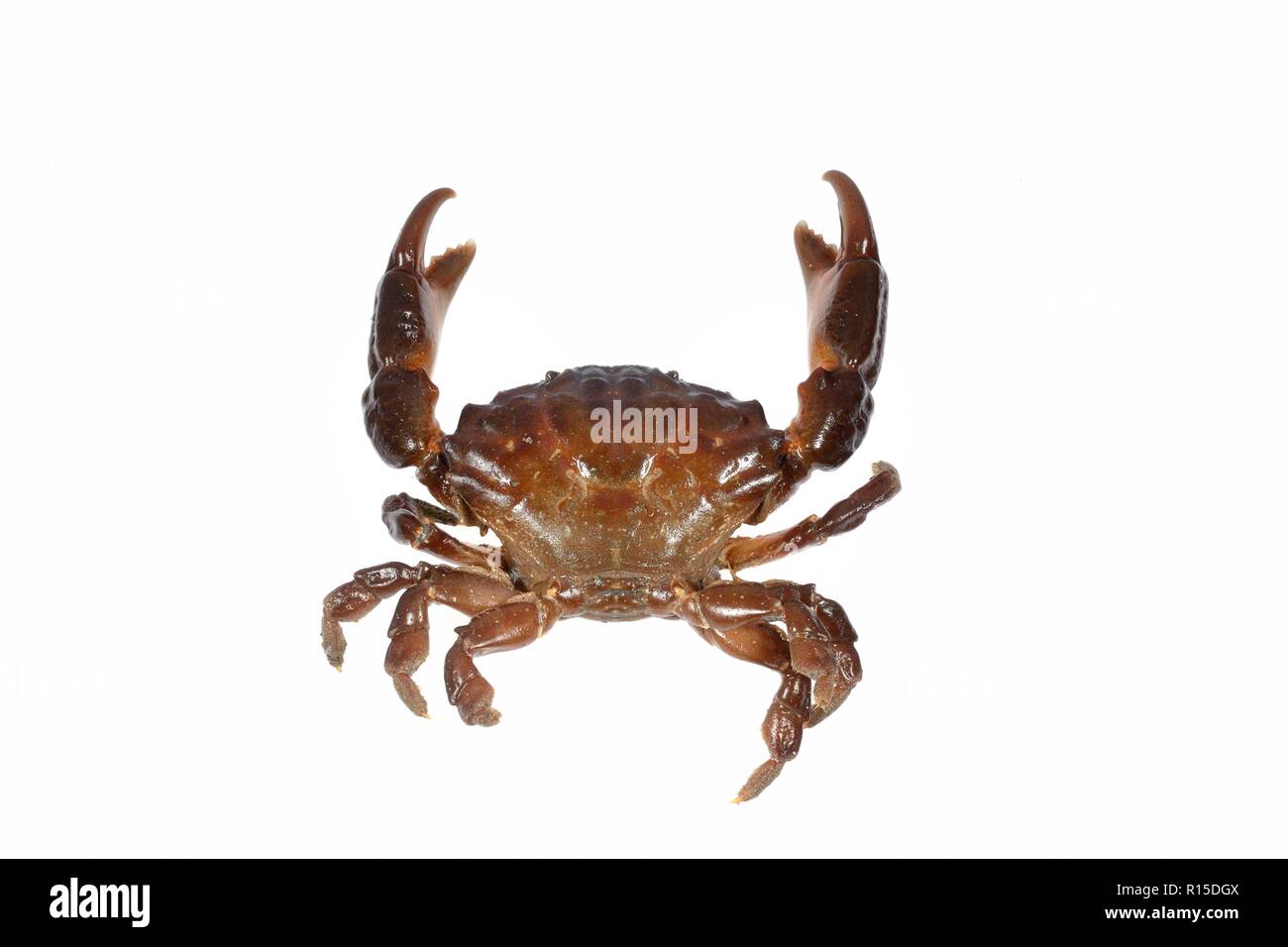 Montagu's / Furrowed crab (Lophozozymus incisus = Xantho hydrophilus) on white background, south Devon, UK, September. Stock Photo