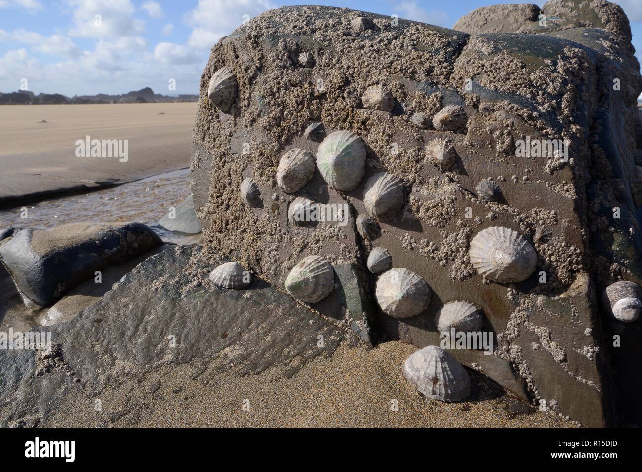 Common limpets (Patella vulgata) and Acorn barnacles (Semibalanus balanoides) attached to intertidal rocks, exposed by a falling tide, Cornwall, UK Stock Photo