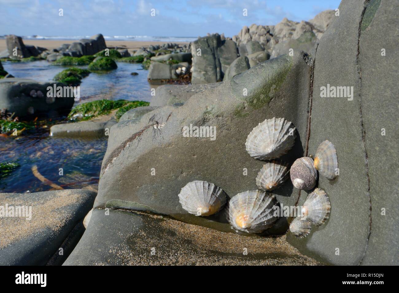 Common limpets (Patella vulgata) and a Thick or Toothed top shell (Osilinus lineatus = Phorcus lineatus) attached to intertidal rocks, Cornwall, UK. Stock Photo