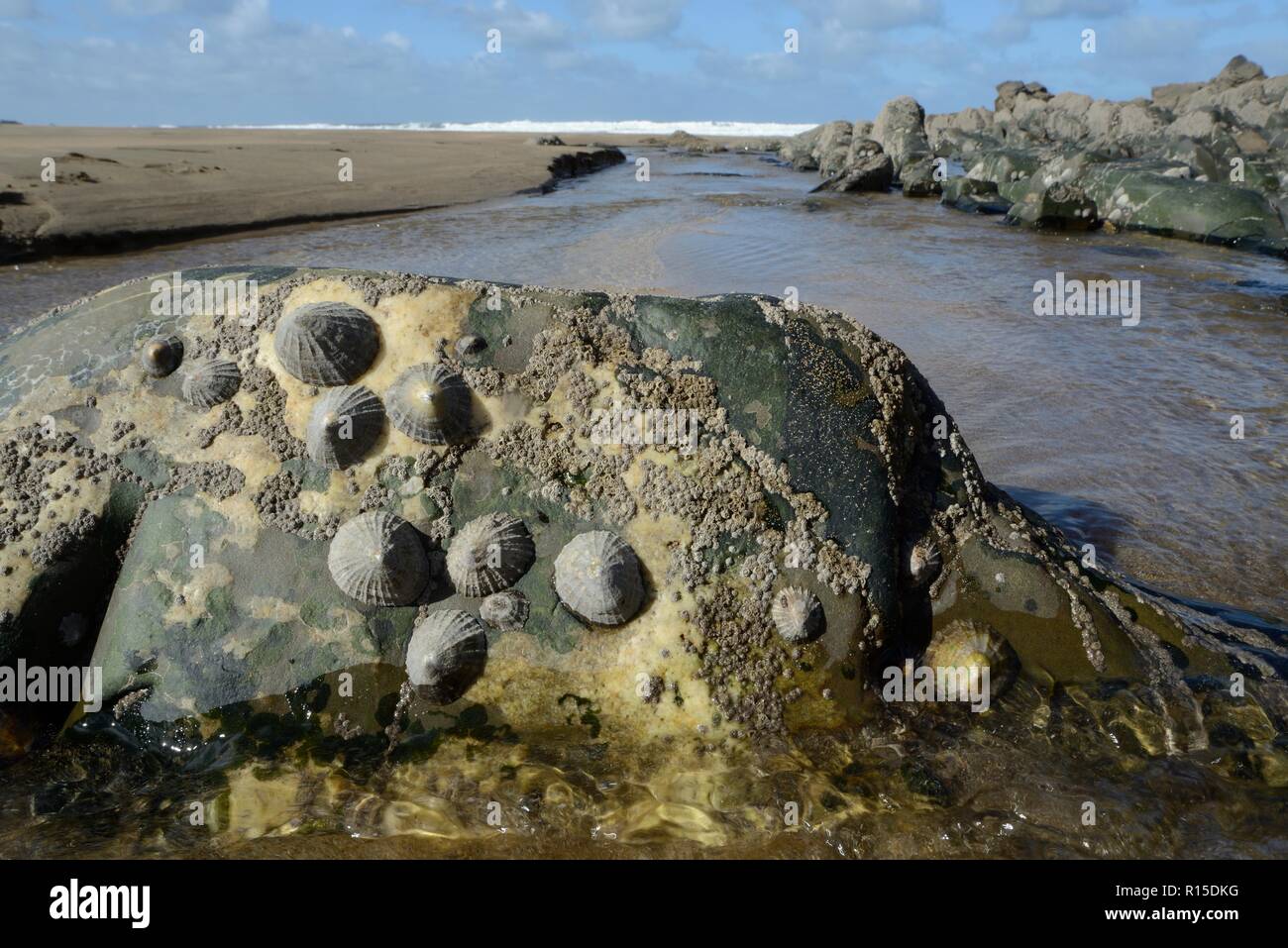 Common limpets (Patella vulgata) attached to an intertidal boulder, exposed by a falling tide, Cornwall, UK, September. Stock Photo