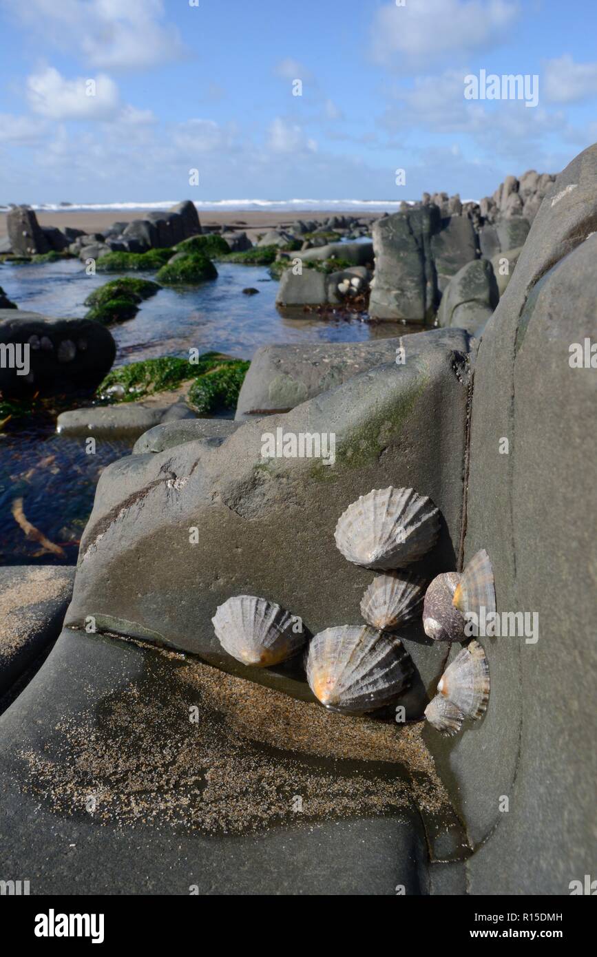 Common limpets (Patella vulgata) and a Thick or Toothed top shell (Osilinus lineatus = Phorcus lineatus) attached to intertidal rocks, Cornwall, UK Stock Photo
