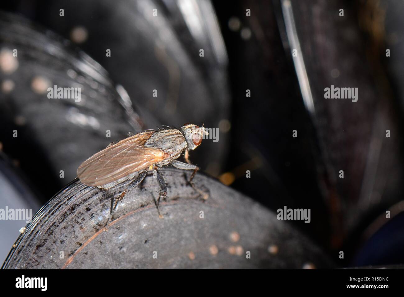 Kelp fly / Seaweed fly (Fucellia maritima) standing on a Mussel shell