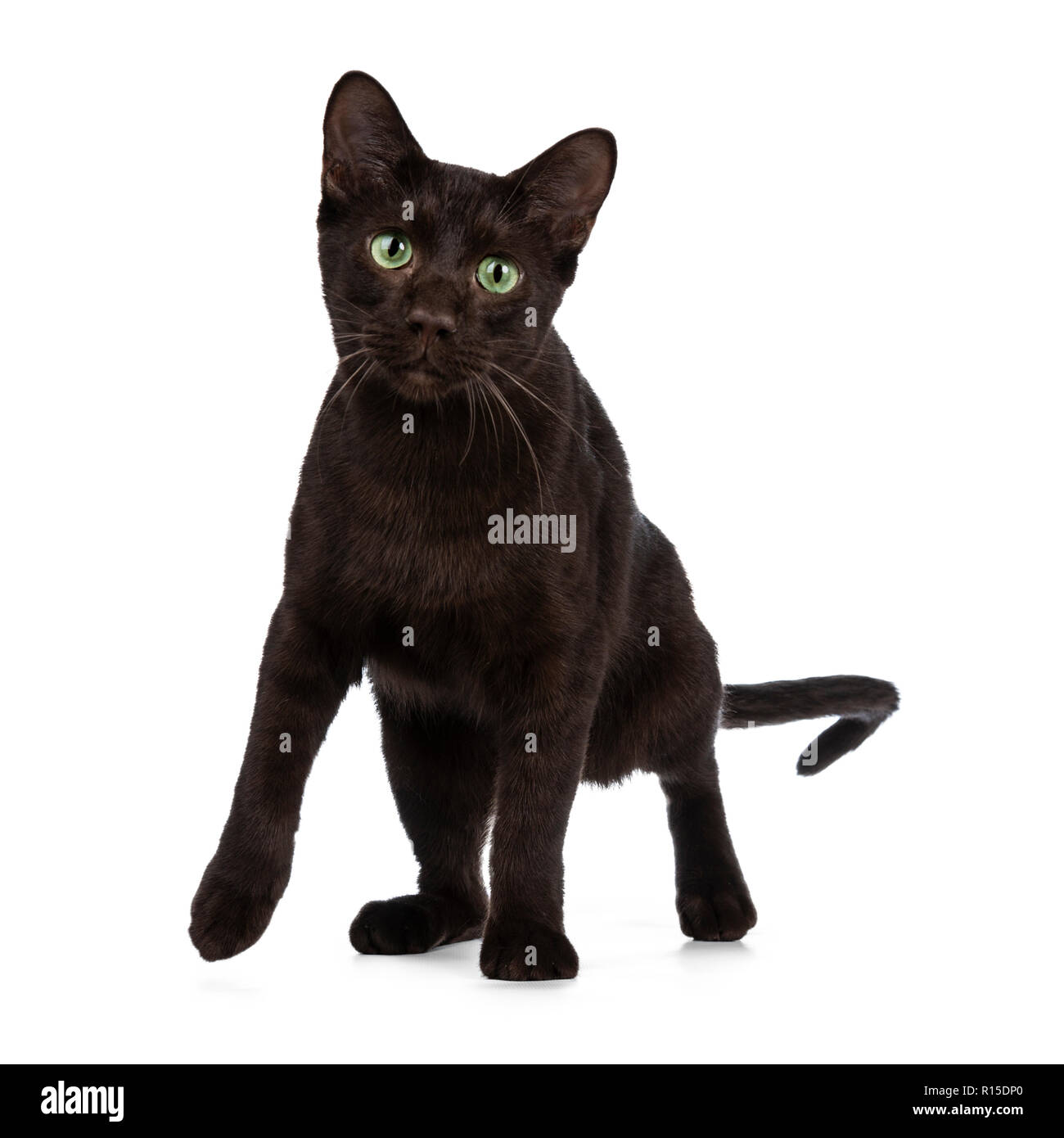 Droopy face hires stock photography and images Alamy