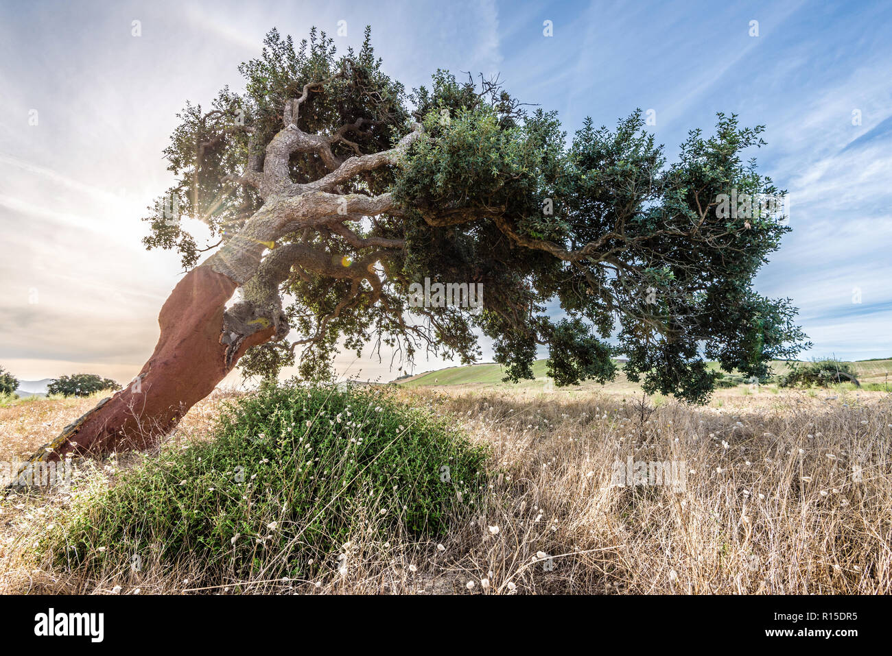 Cork oak tree (Quercus suber), Sardinia, Italy Stock Photo Alamy