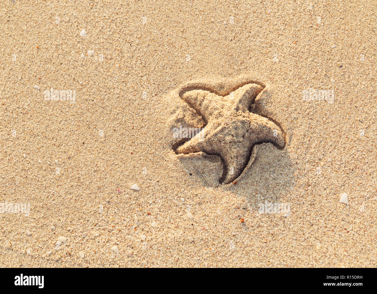 Bright Sea Star Print - BENEATH THE SURFACE main image 1
