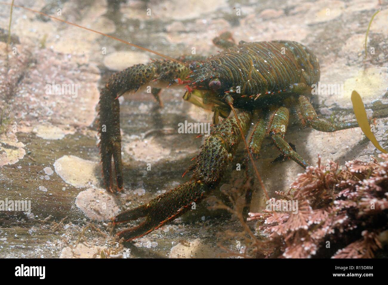 Squat lobster (Galathea squamifera) on the move in a rock pool, south Devon, UK, September. Stock Photo
