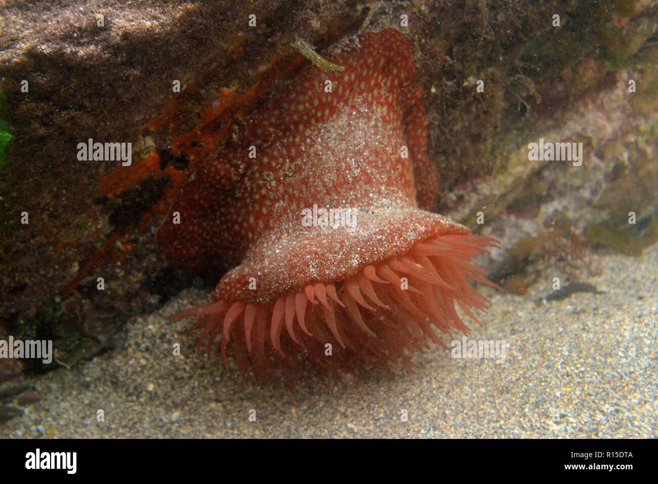 Strawberry anemone (Actinia fragracea) with tentacles spread underwater to catch prey wafted past in currents on a rocky shore, Devon. UK Stock Photo