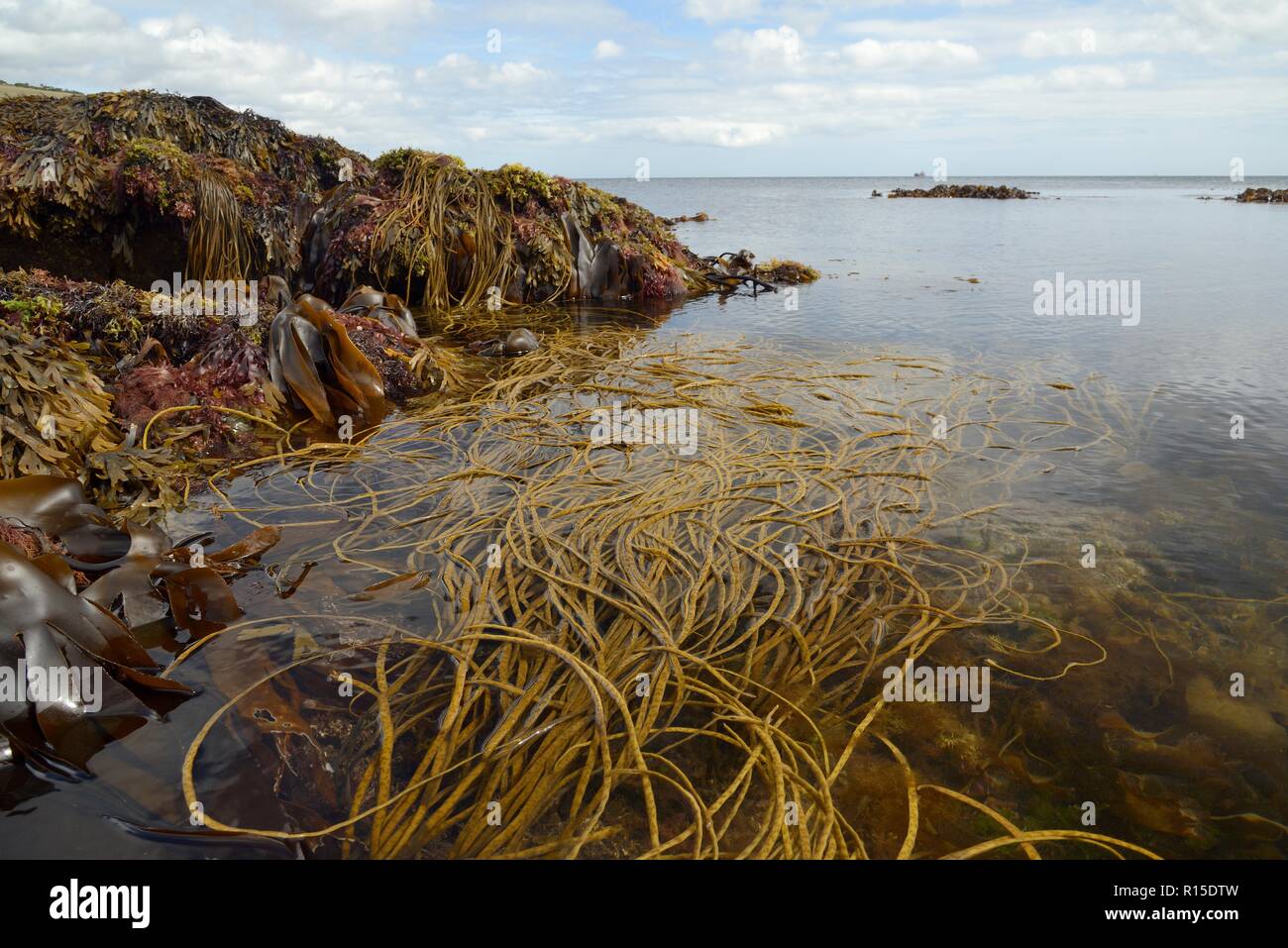 Thongweed (Himanthalia elongata), Tangleweed kelp (Laminaria digitata), Toothed wrack (Fucus serratus) and Dulse (Palmaria palmata) at low tide, UK. Stock Photo