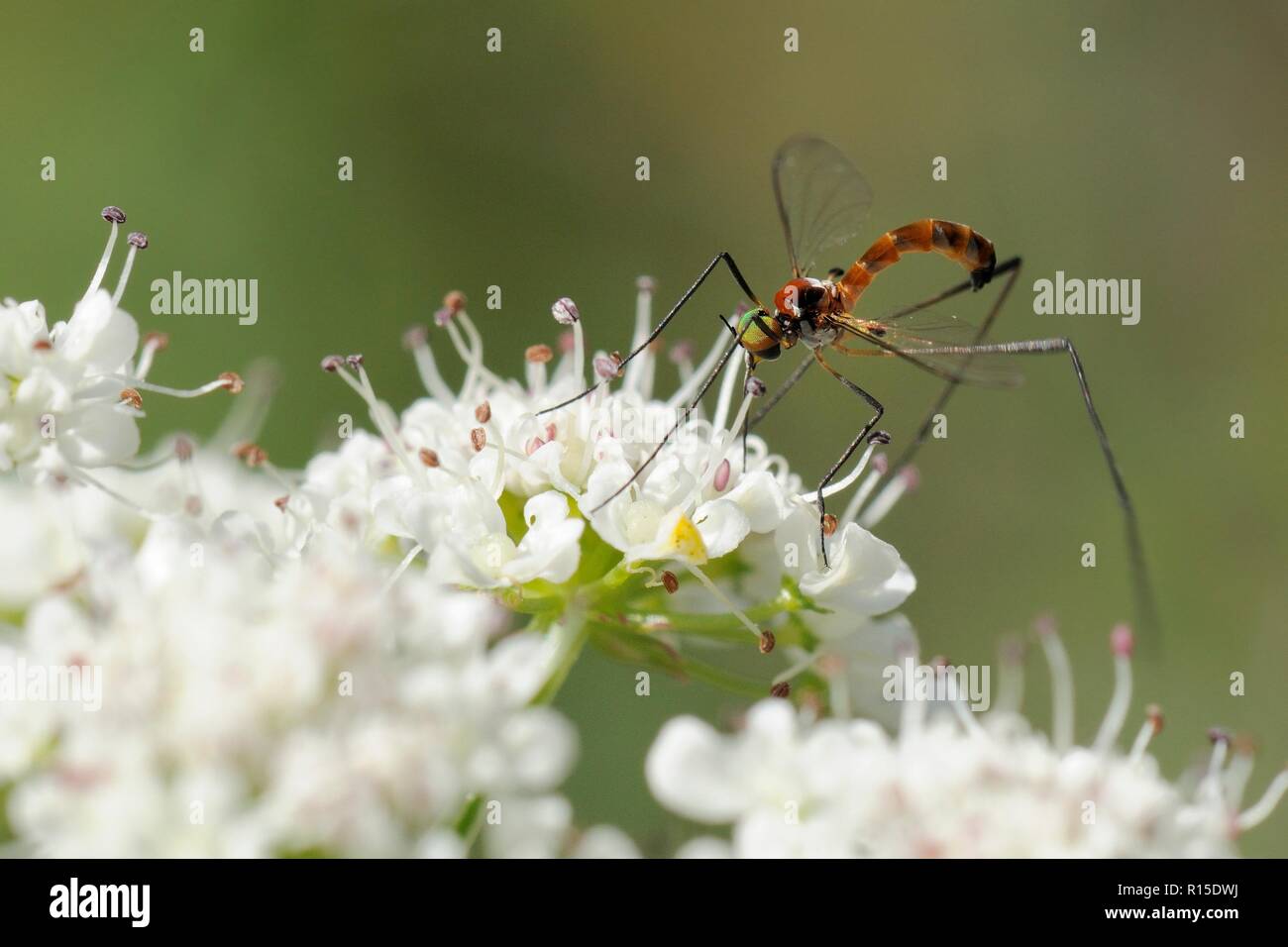 Net winged midges blephariceridae hires stock photography and images
