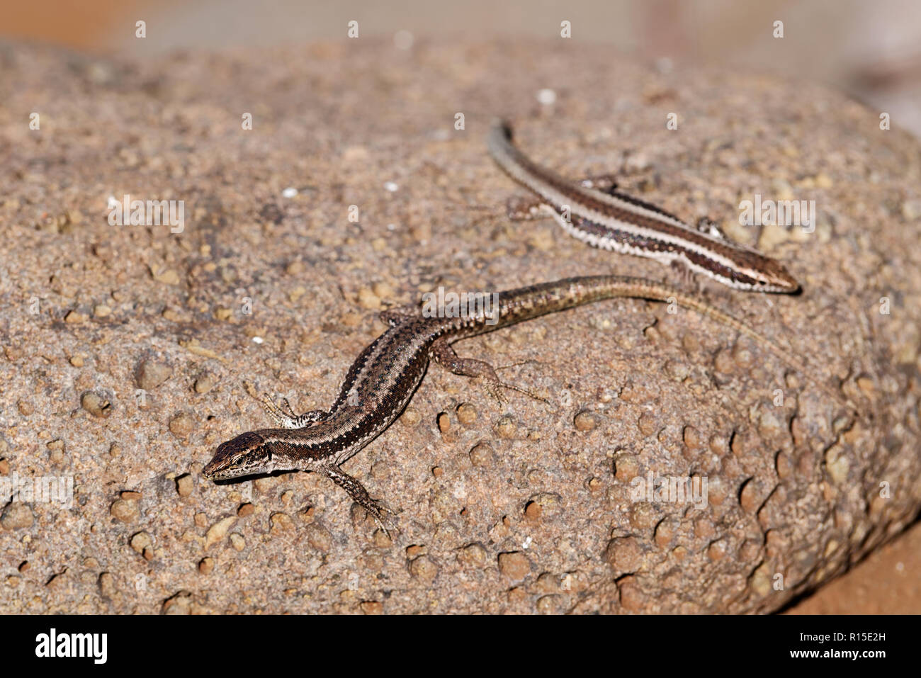 Two common wall lizards basking on stone. Portuguese island of Madeira Stock Photo