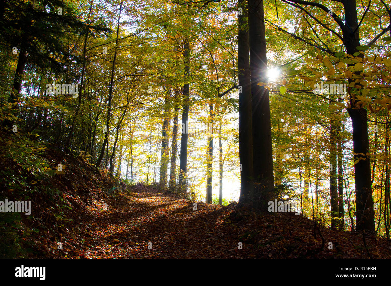autumn colors in the forest of the black forest in germany Stock Photo ...