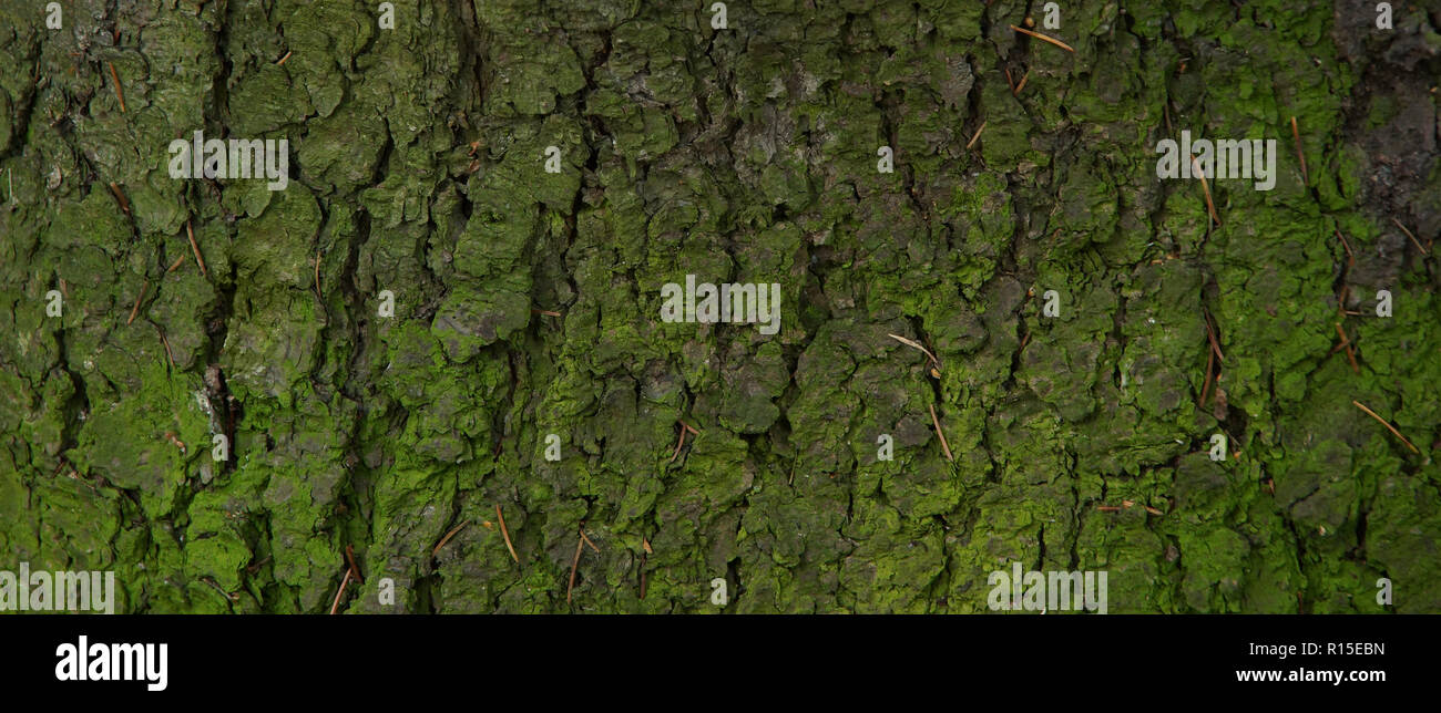 green bark spruce background texture needles moss close-up Stock Photo