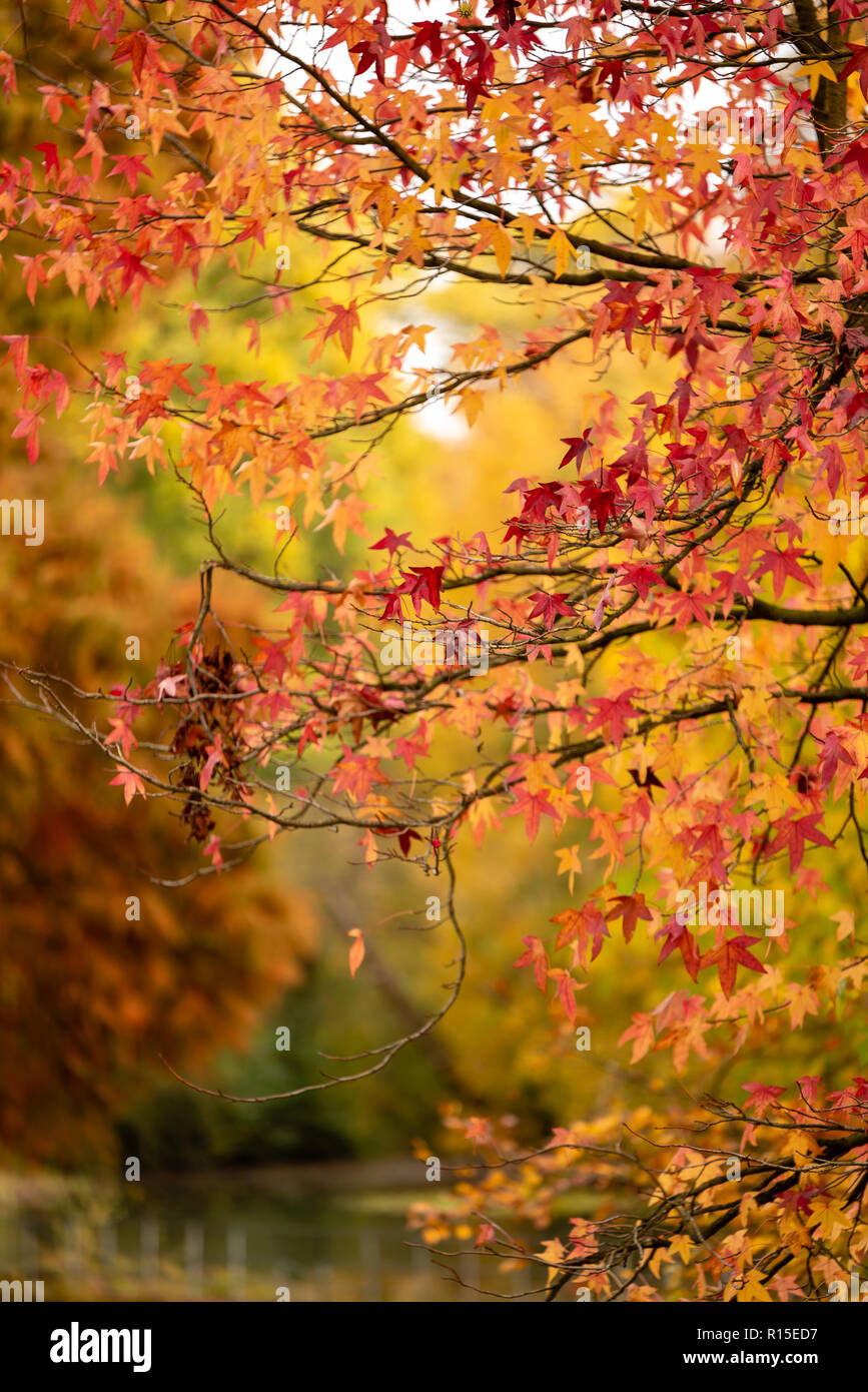 Autumn colours in Hampstead Heath Stock Photo