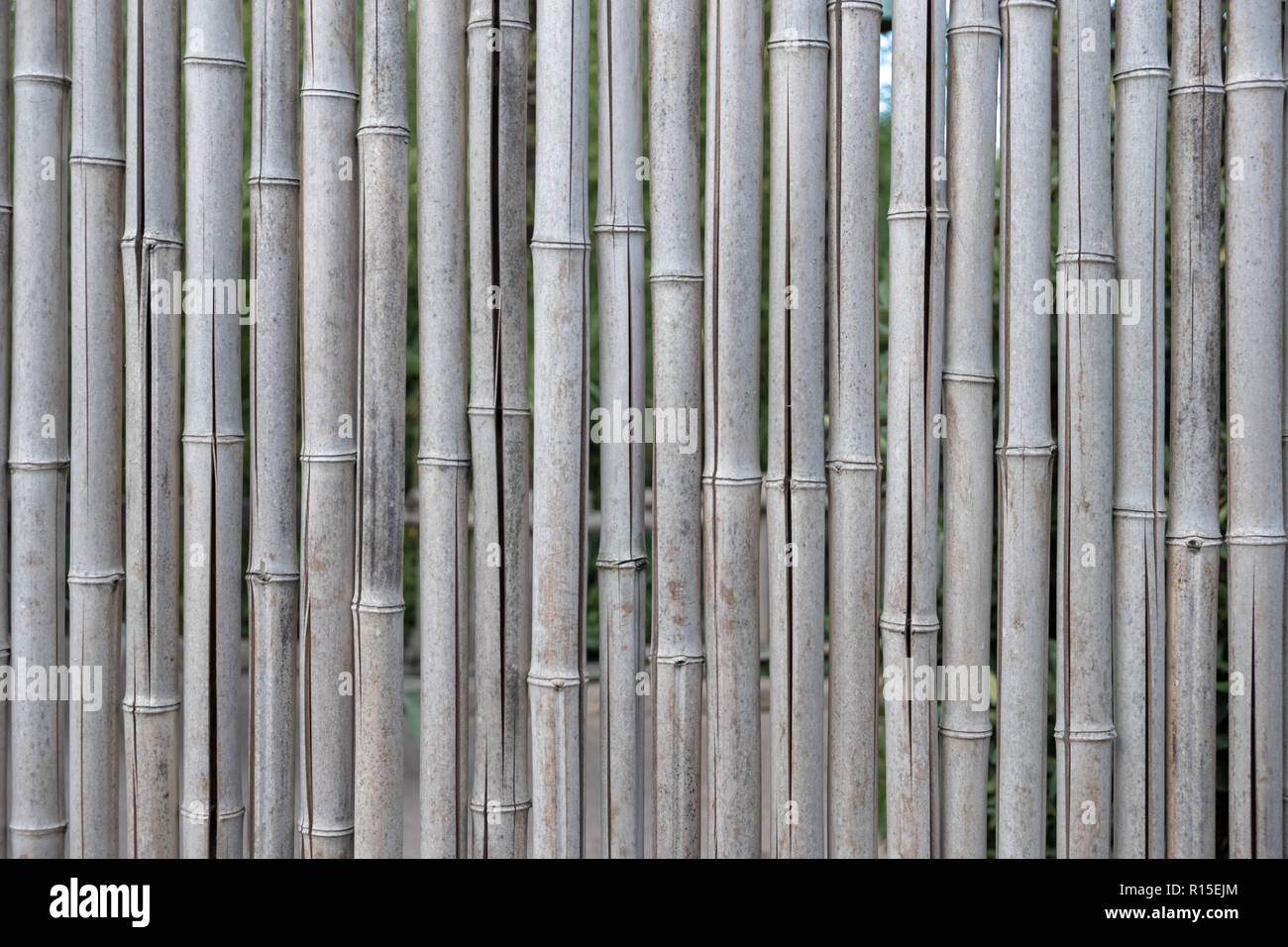 Bamboo wall, Bamboo fence background Stock Photo