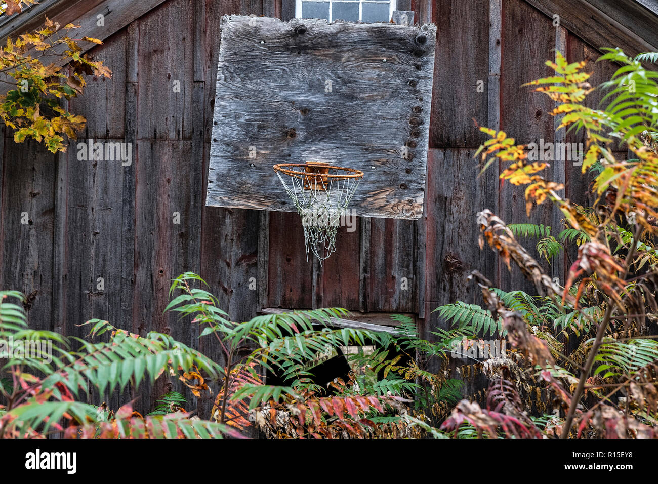 Weathered old basketball hop attached to a barn, Vermont, USA. Stock Photo