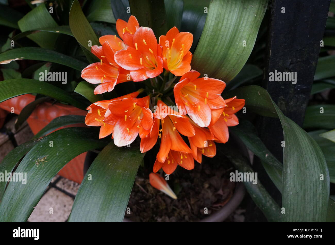 Natal Lily Plant Stock Photo - Alamy