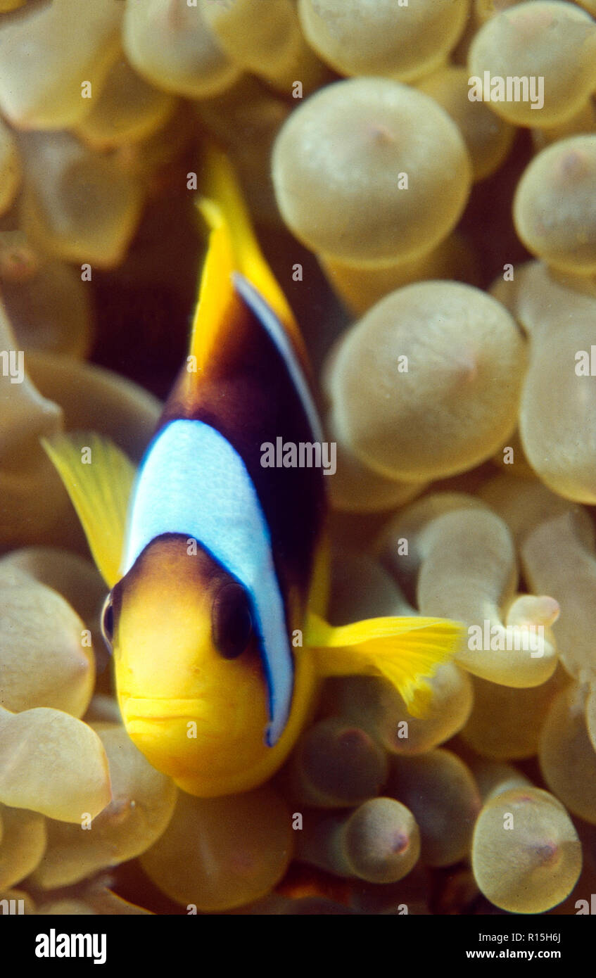 closeup of a Clarcks clownfish defending his anemone Stock Photo