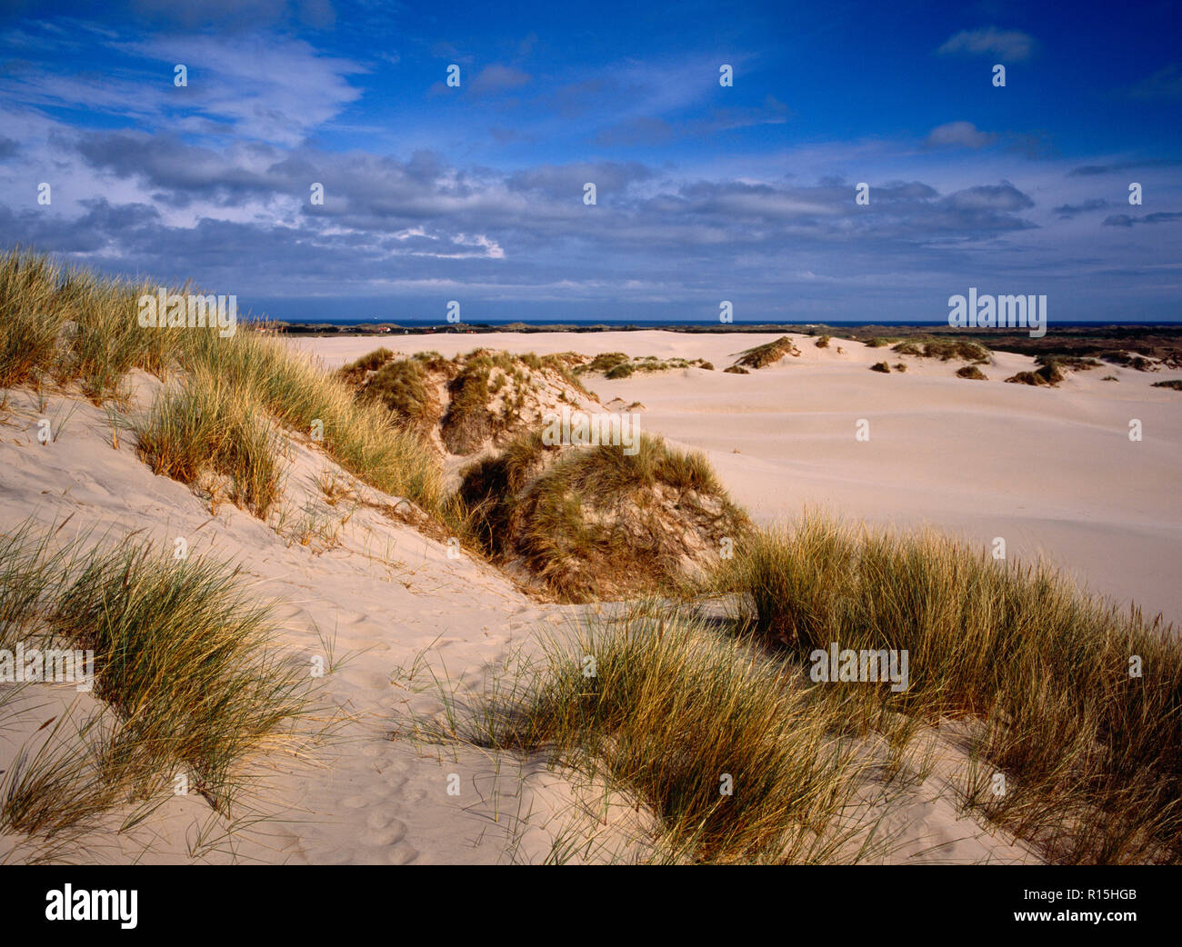 Denmark, Nordjylland, Rabjerg Sand Dunes, North West Coast. Stretch of  golden sand dunes with thick tussocks of grasses in foreground Stock Photo  - Alamy