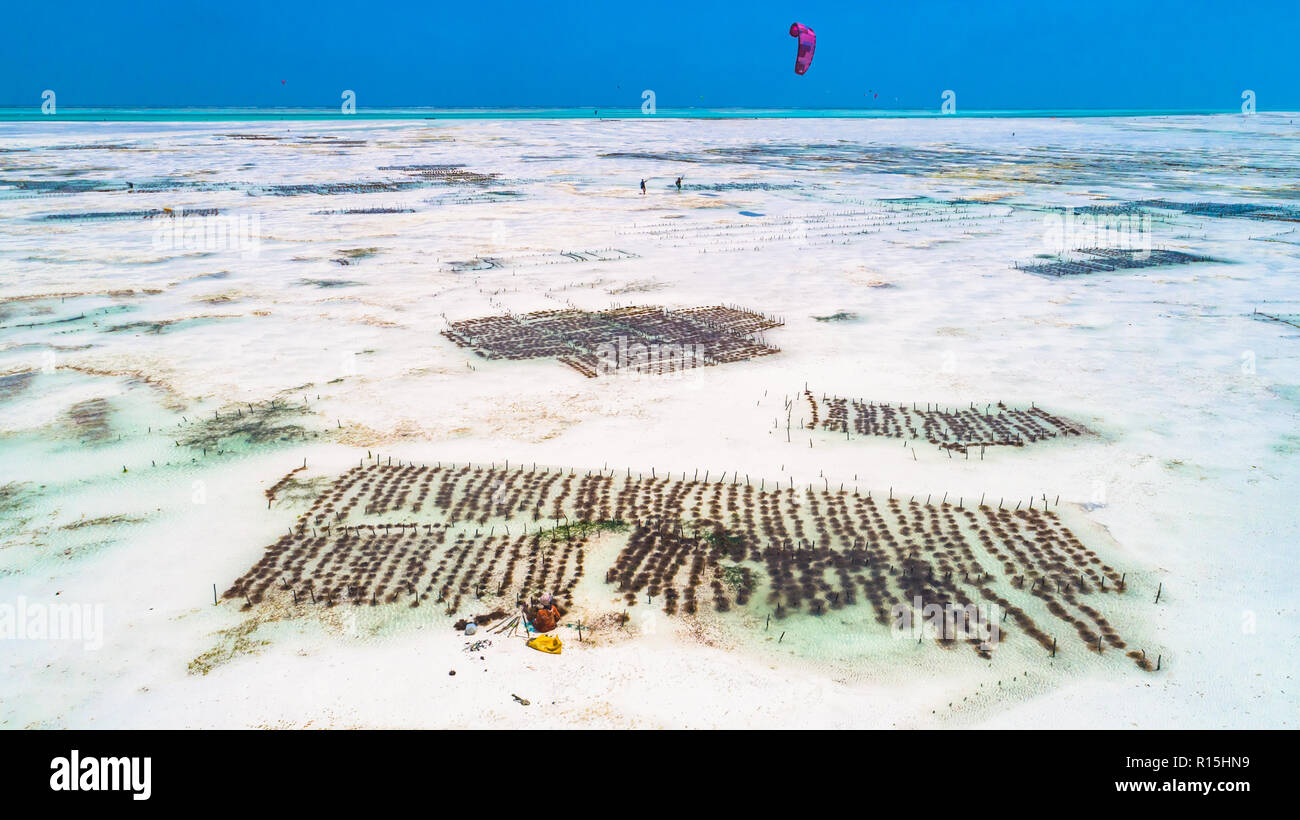 Sea weed plantation. Zanzibar, Tanzania. Stock Photo
