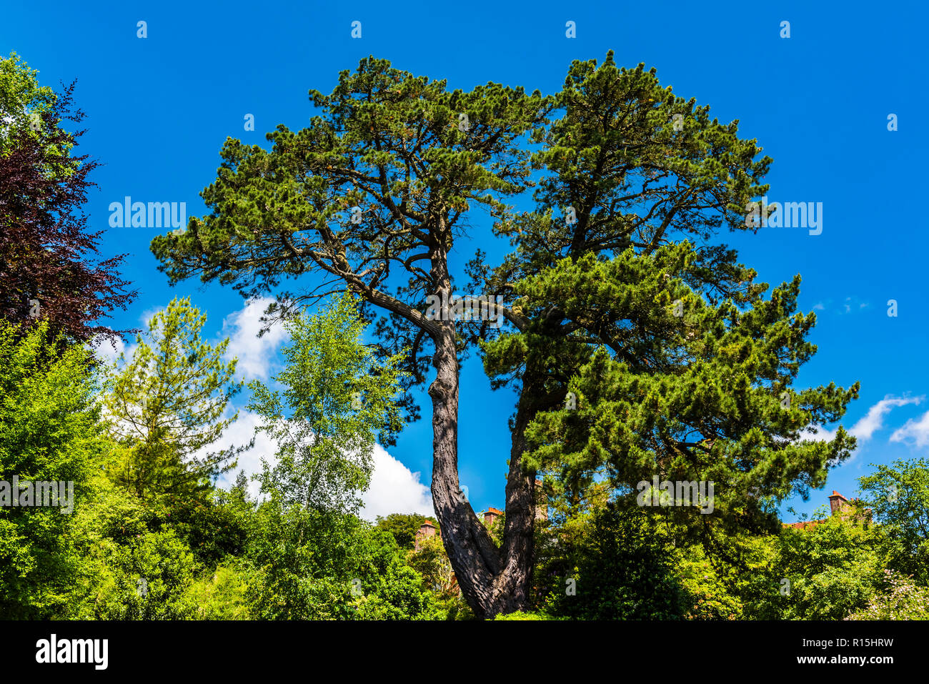 Large tree on a summer day at Standen House, Sussex, UK Stock Photo