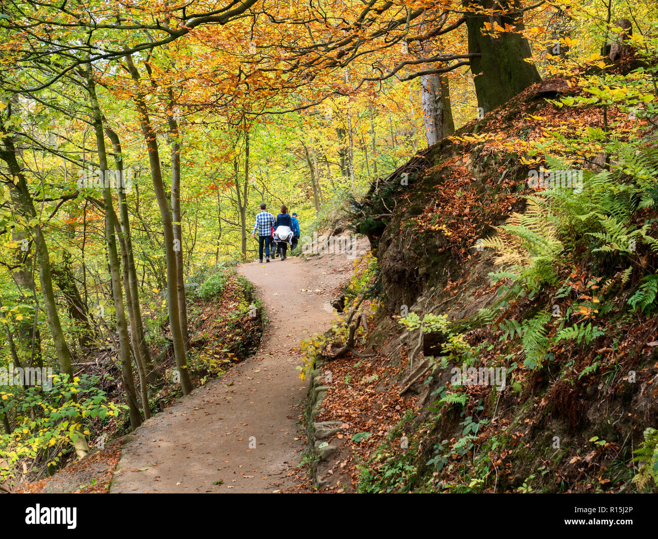 Walkers on a footpath in Strid Wood in autumn at Bolton Abbey Yorkshire Dales England Stock Photo