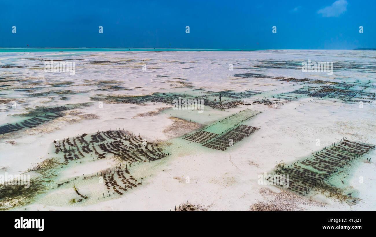 Sea weed plantation. Zanzibar, Tanzania. Stock Photo