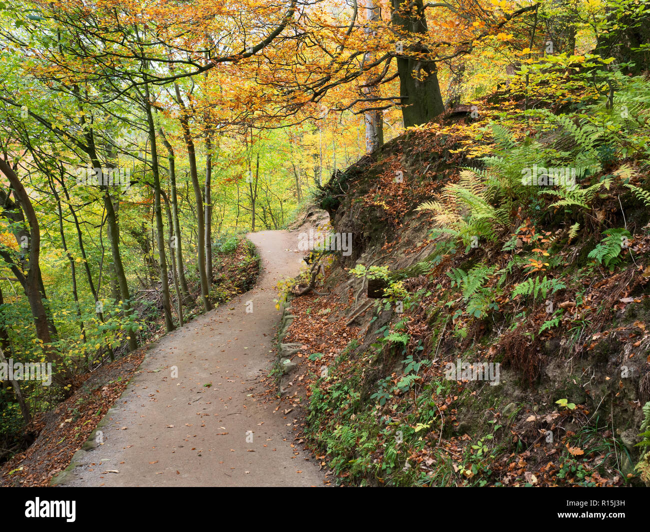 Footpath through Strid Wood in autumn at Bolton Abbey Yorkshire Dales England Stock Photo