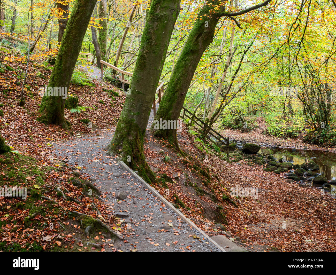 Beech trunks and fallen leaves by a footpath in Strid Wood at Bolton Abbey Yorkshire Dales England Stock Photo