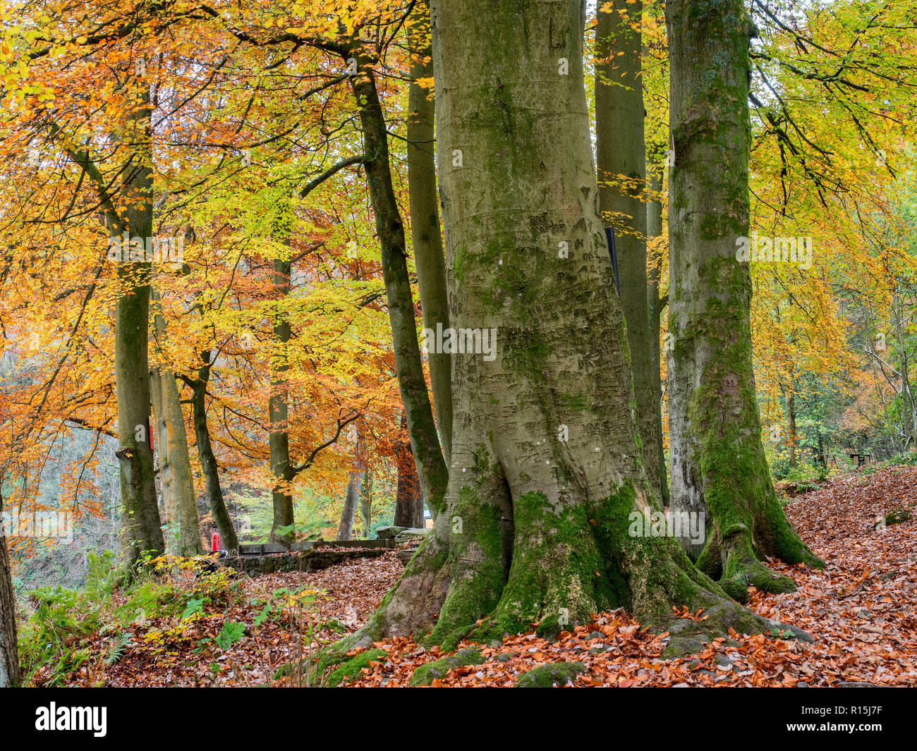 Beech trees in autumn in Strid Wood at Bolton Abbey Yorkshire Dales England Stock Photo