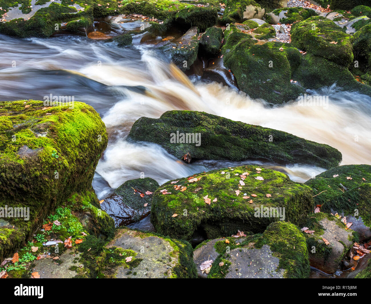 Fast flowing water in the narrow constriction of The Strid on the River Wharfe at Bolton Abbey Yorkshire Dales England Stock Photo
