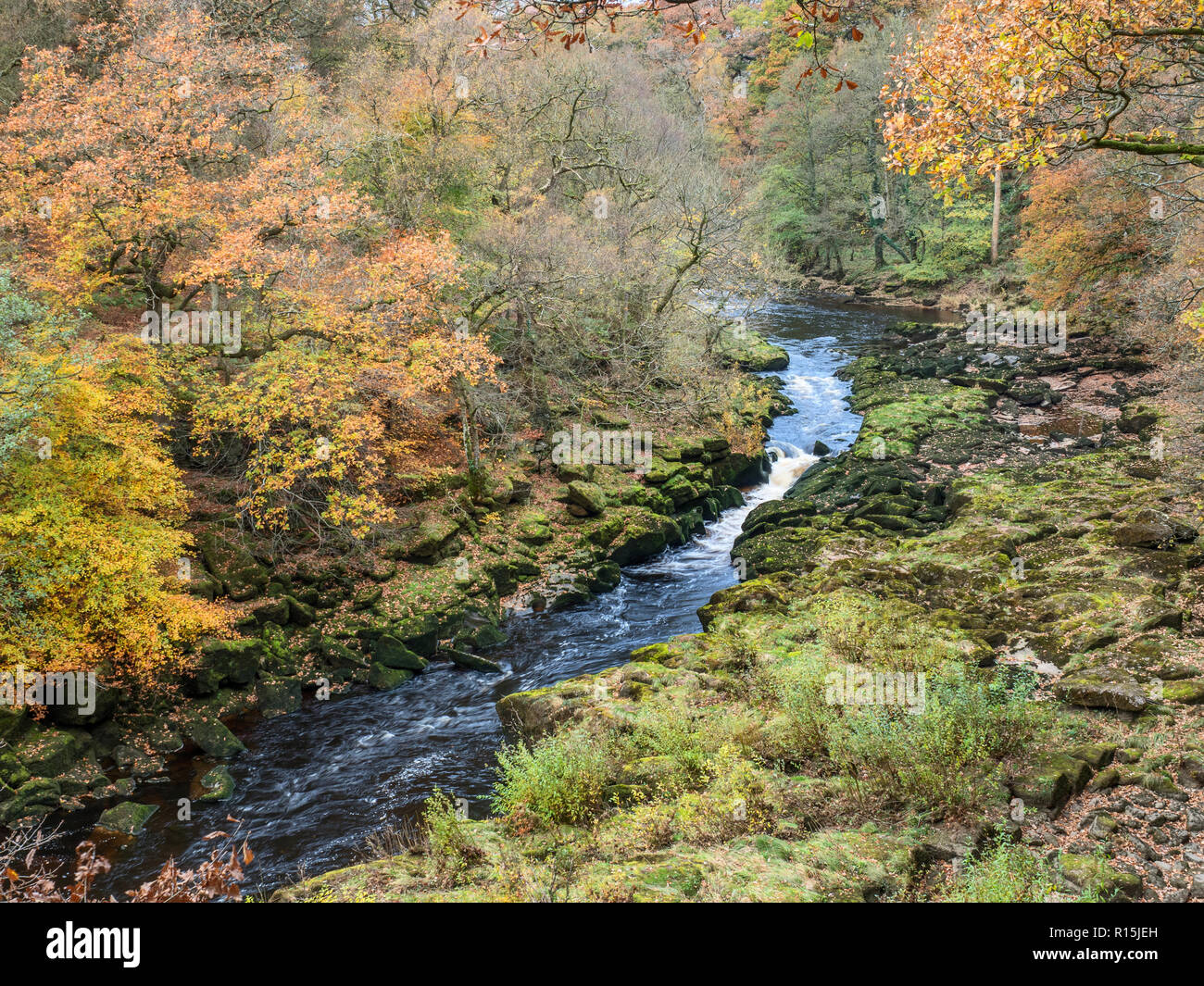 Overlooking the High Strid in Strid Wood in autumn at Bolton Abbey Yorkshire Dales England Stock Photo