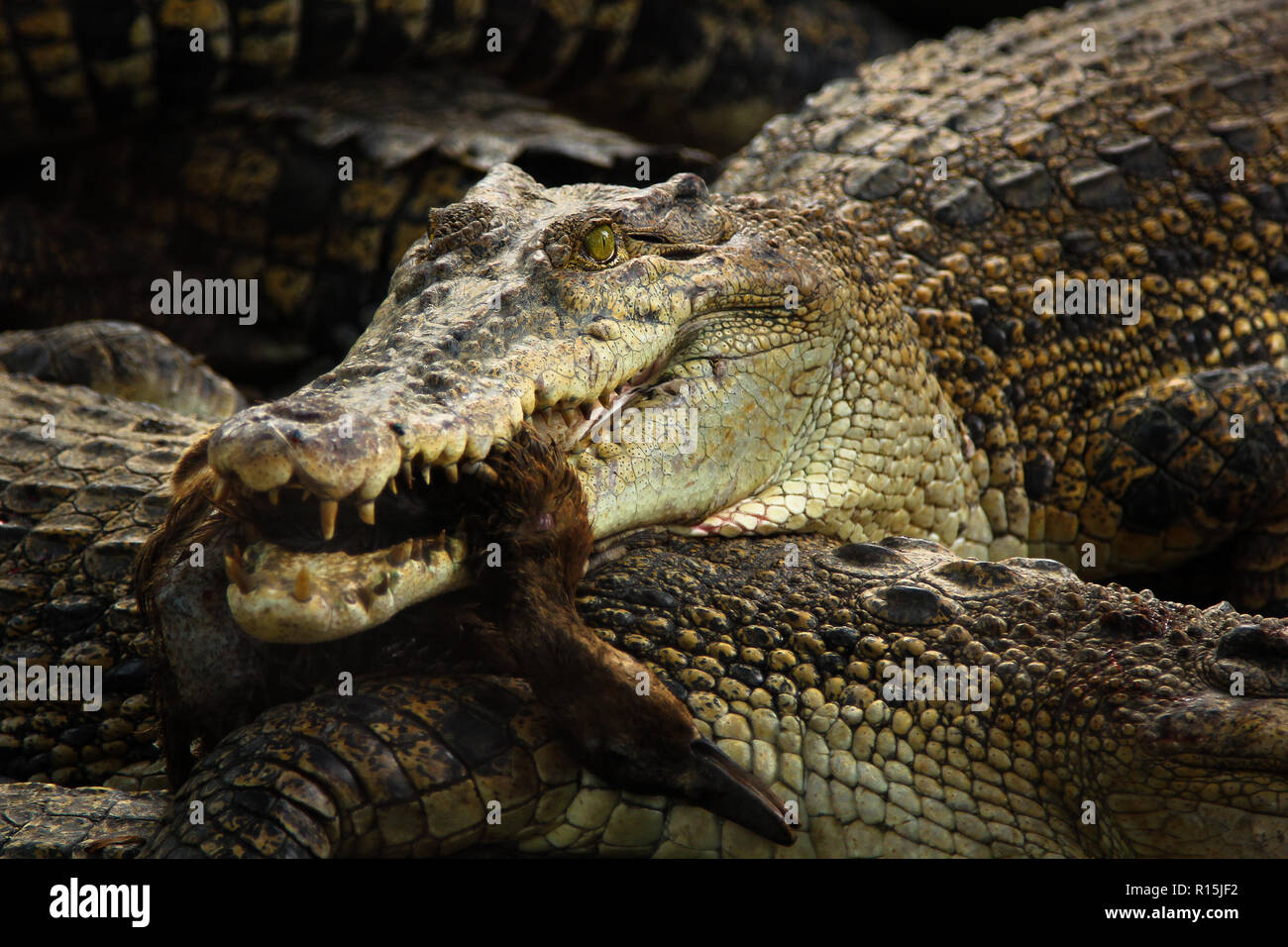 Crocodile eating duck Stock Photo - Alamy