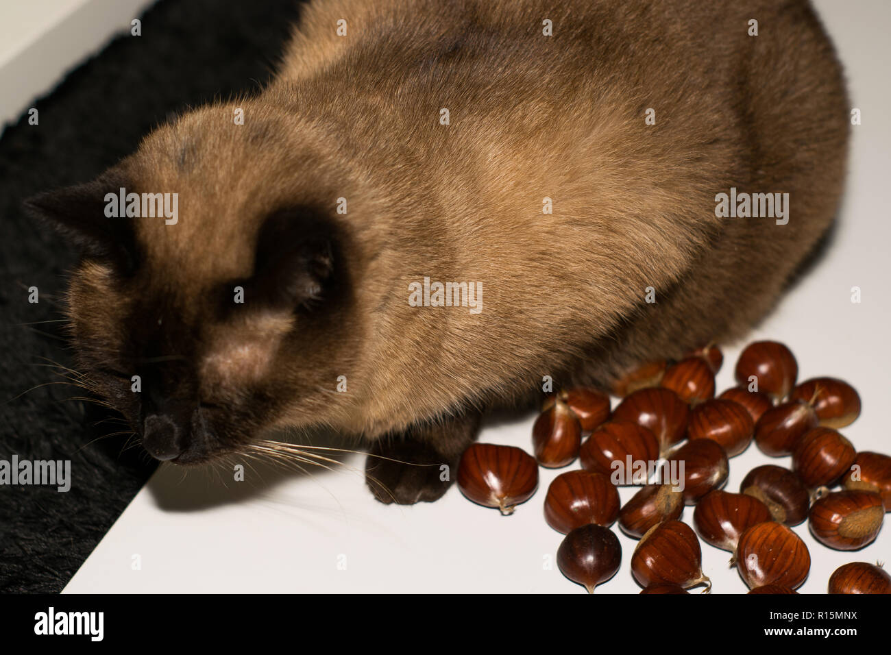 Chestnut E High Resolution Stock Photography and Images - Alamy