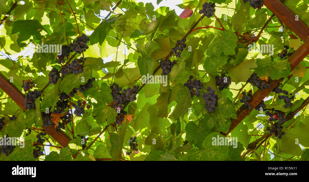 Grapes on the vine at summer day in Tbilisi, Stock Photo Alamy