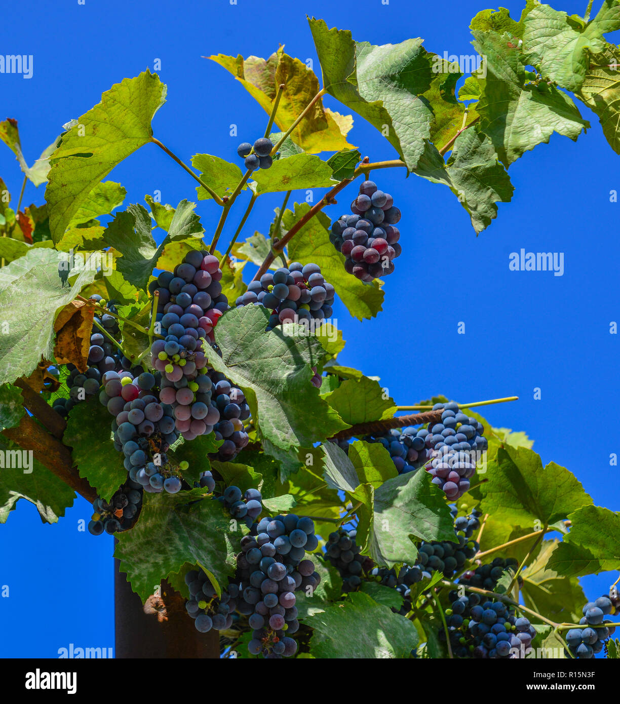 Grapes on the vine at summer day in Tbilisi, Stock Photo Alamy