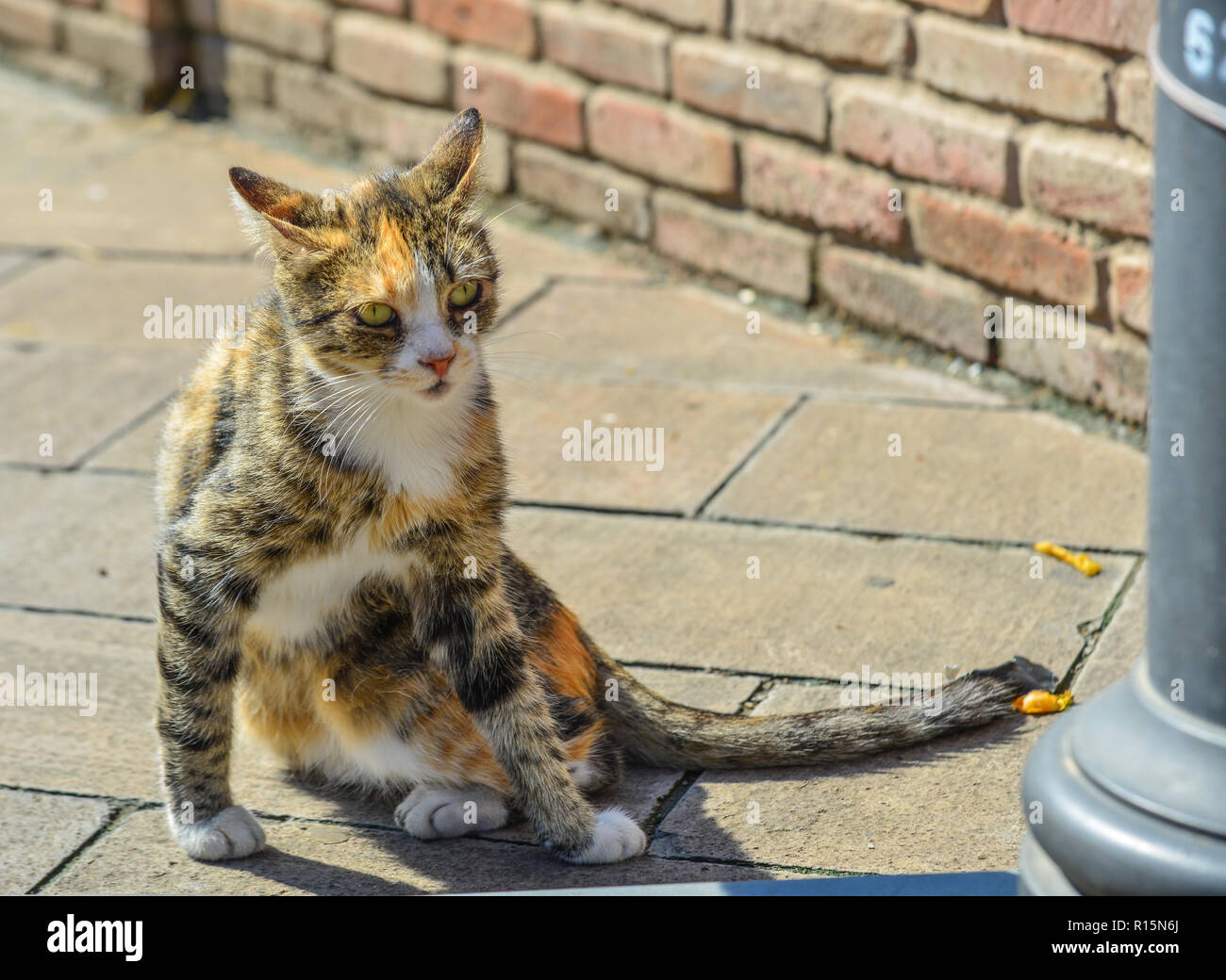 A pretty cat relaxing on road in Tbilisi, Georgia. Stock Photo