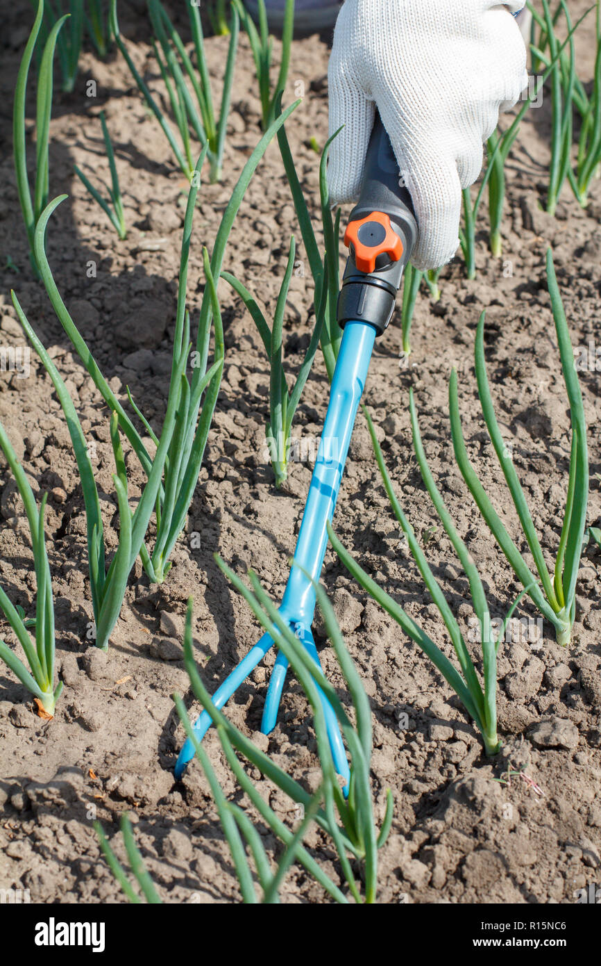 Farmer in white gloves is loosening soil around green onions using ...