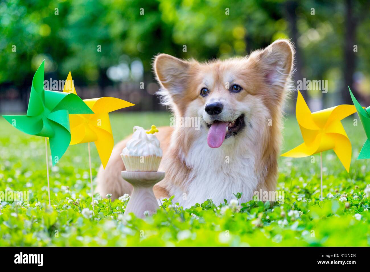 birthday off beautiful corgi fluffy on green lawn and colorful party flags on the background Stock Photo