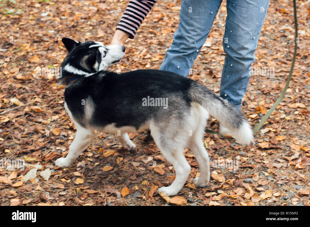 woman trains a dog  in the park Stock Photo