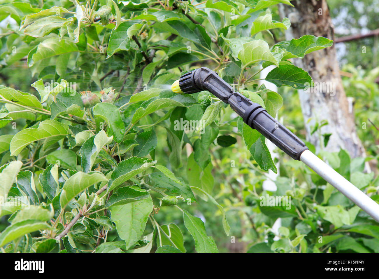 Protecting young apple tree and ripening fruits from fungal disease or vermin with pressure sprayer in spring and summer time Stock Photo