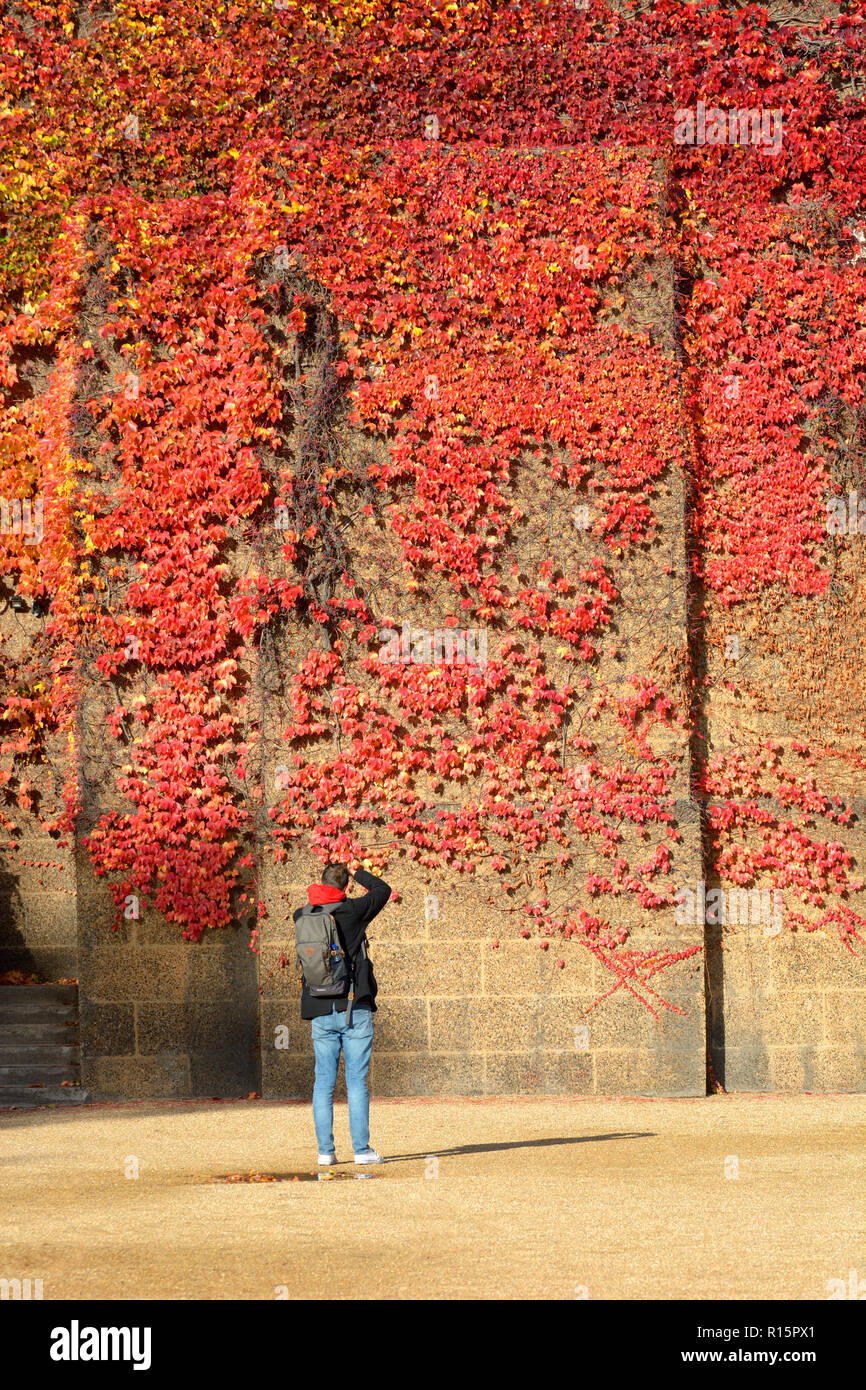 Photographer with Virginia creeper (Parthenocissus quinquefolia) on the wall of the Old Admiralty Building London, England, UK. [Some wires and t...... Stock Photo