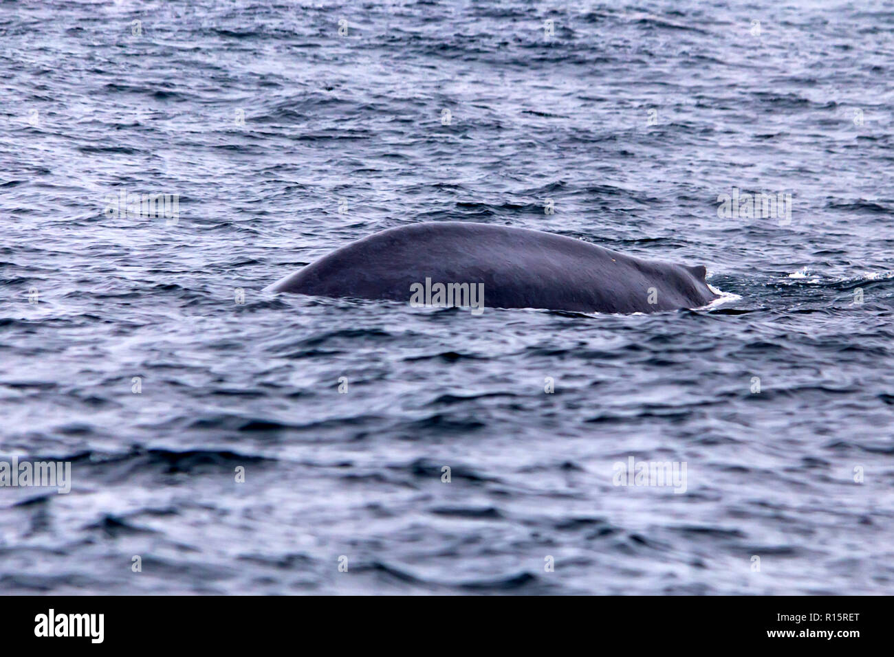 A blue whale or Balaenoptera musculus in water Stock Photo