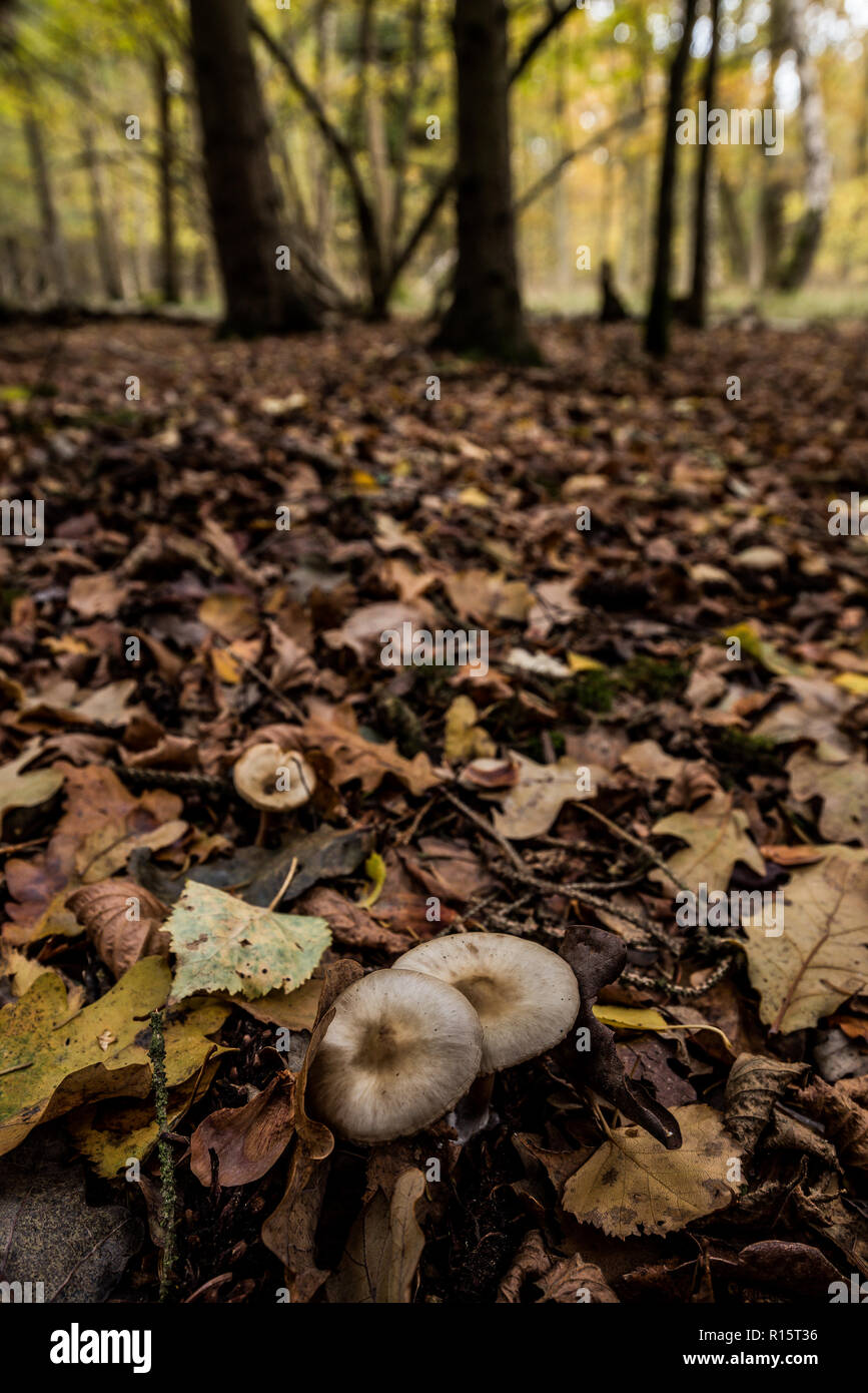 Mushrooms growing on Woodland Floor, UK Stock Photo Alamy