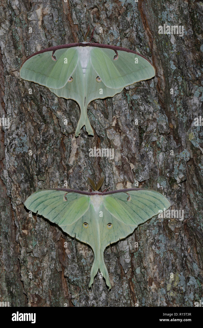 Luna Moths, Actias luna, female at the top and male, bottom Stock Photo